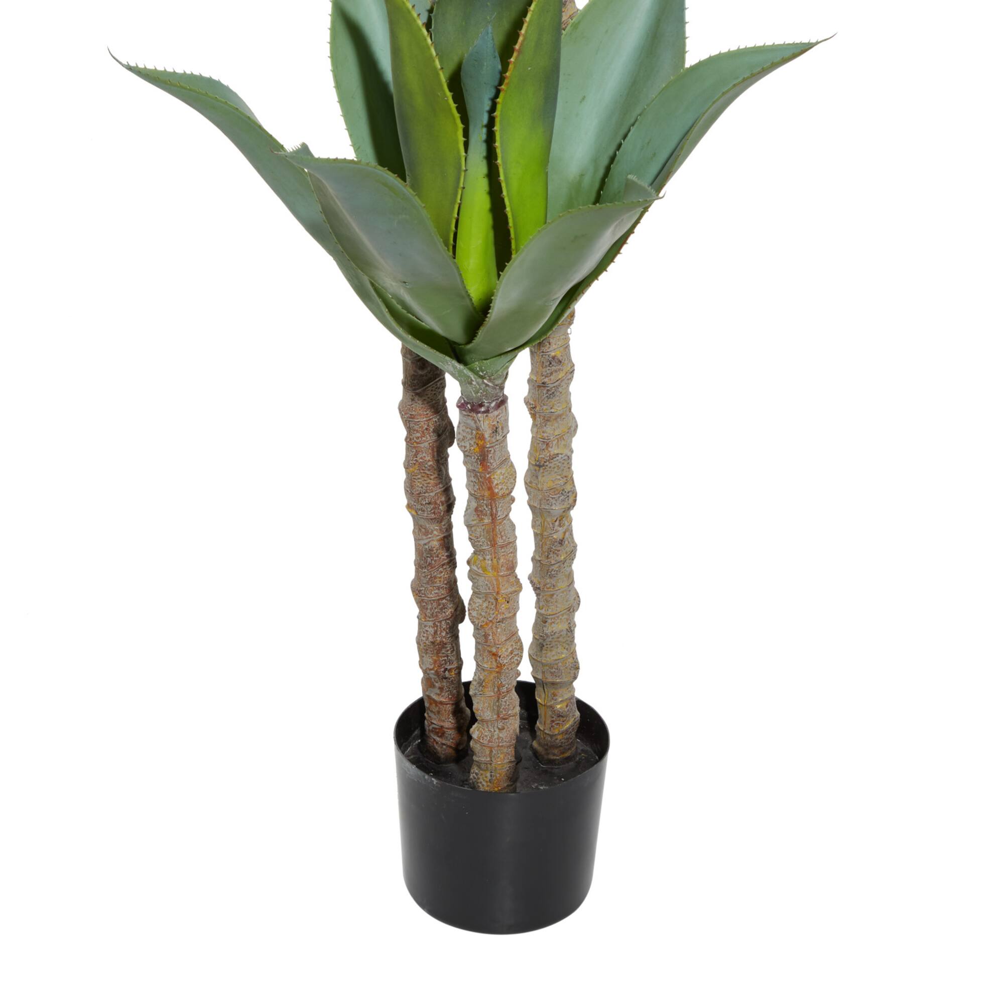 5ft. Potted Yucca Tree